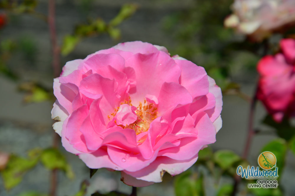 Eleganza® Beverly™ - Kordes® Roses