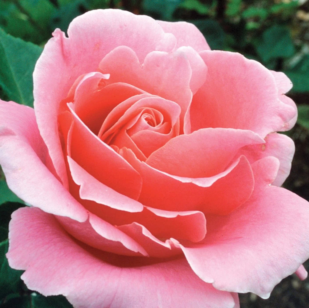 Wweks Roses Roses | Over 450 Varieties | Canada-Wide Shipping – Wildwood Outdoor Living