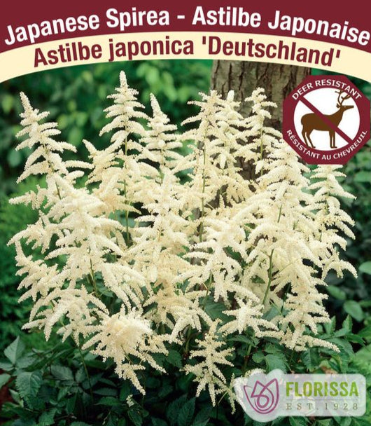 Astilbe - Deutshland, 1 Pack