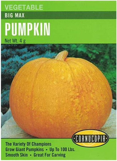 Pumpkin Big Max - Cornucopia Seeds