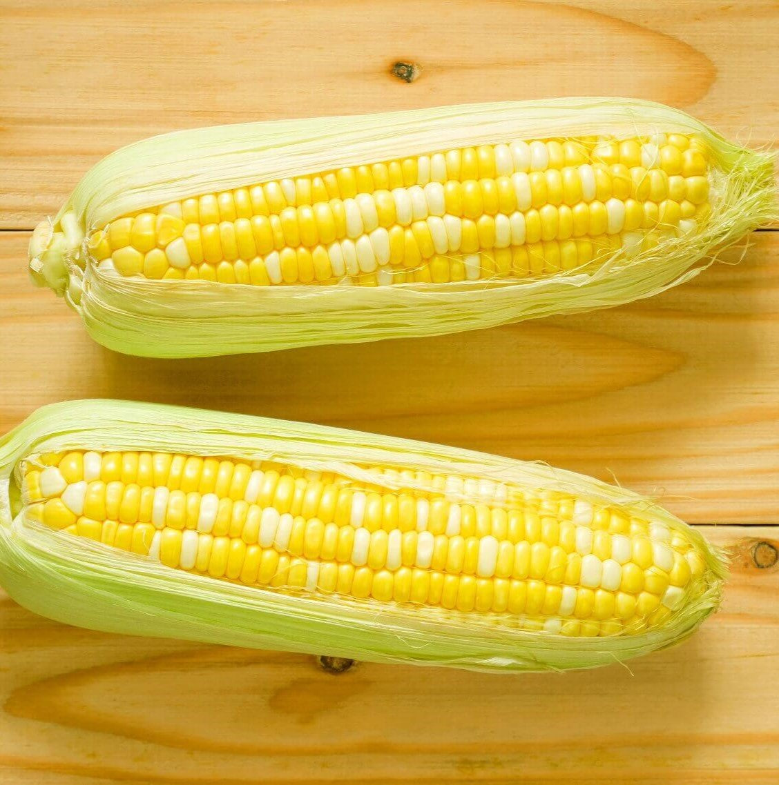 Sweet Corn Bilicious - Ontario Seed Company