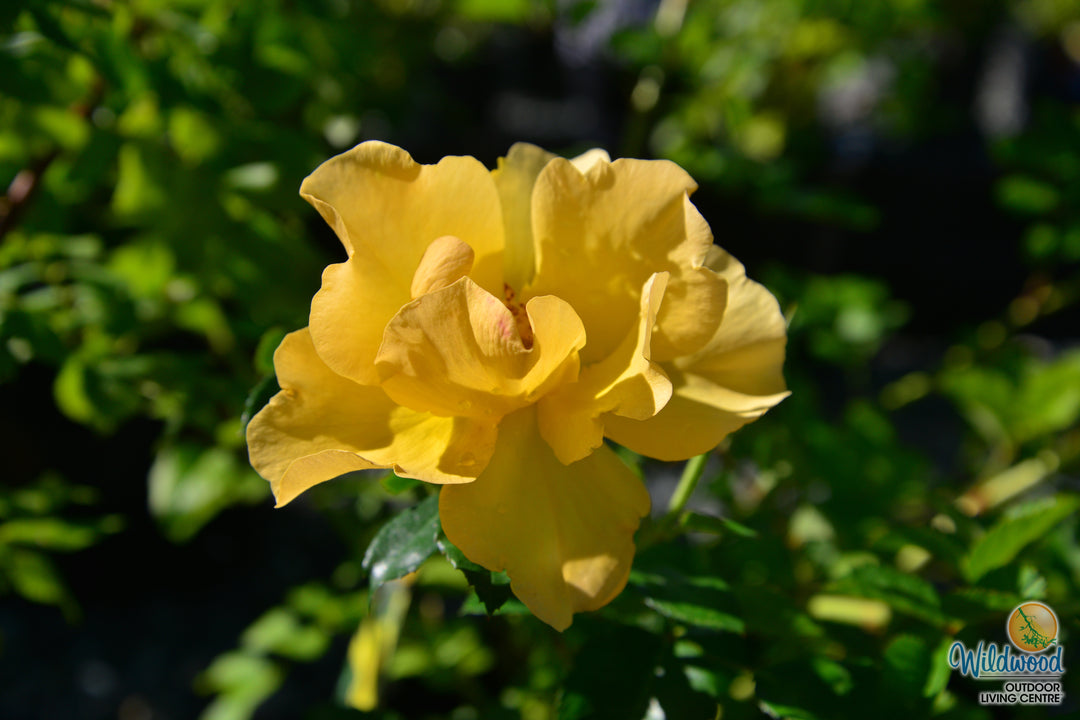 Bill Reid - Cold Hardy Rose