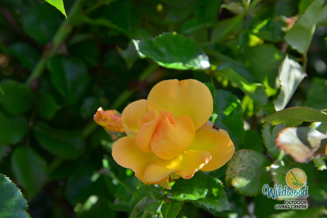 Bill Reid - Cold Hardy Rose