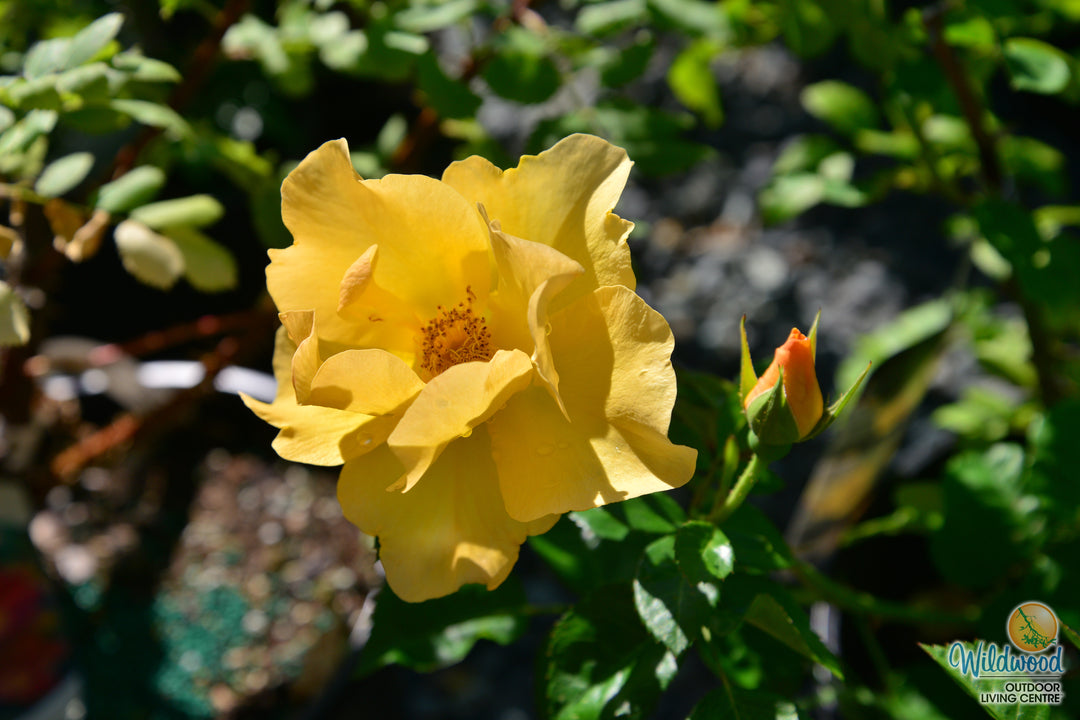 Bill Reid - Cold Hardy Rose