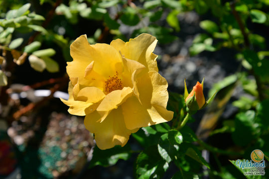 Bill Reid - Cold Hardy Rose