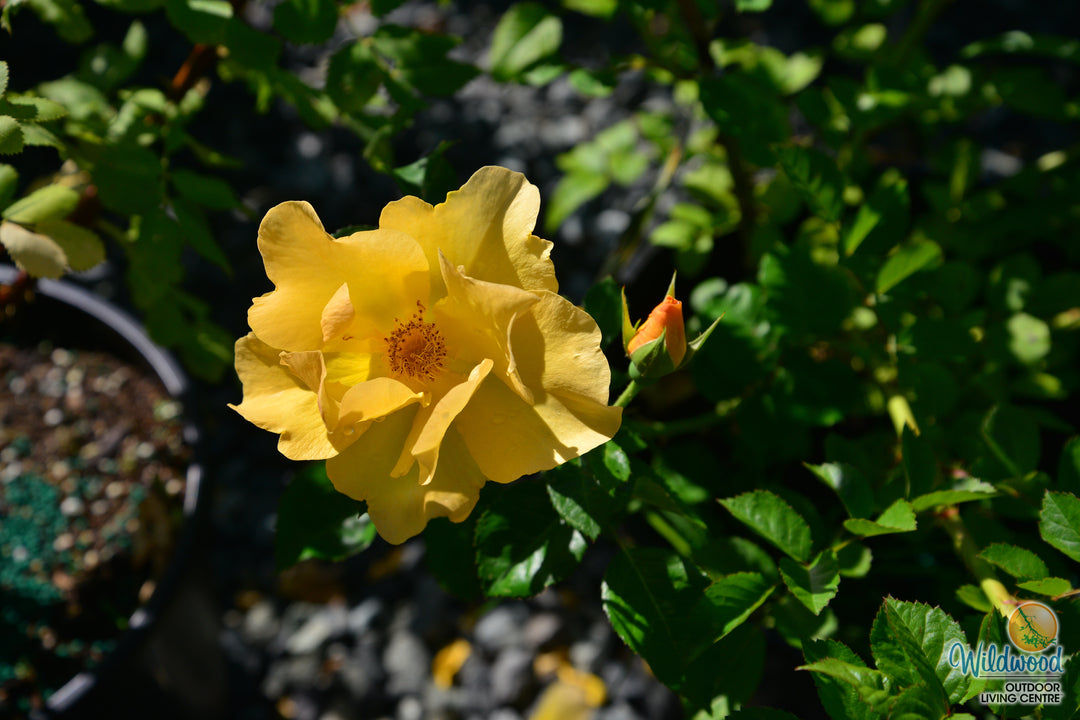 Bill Reid - Cold Hardy Rose