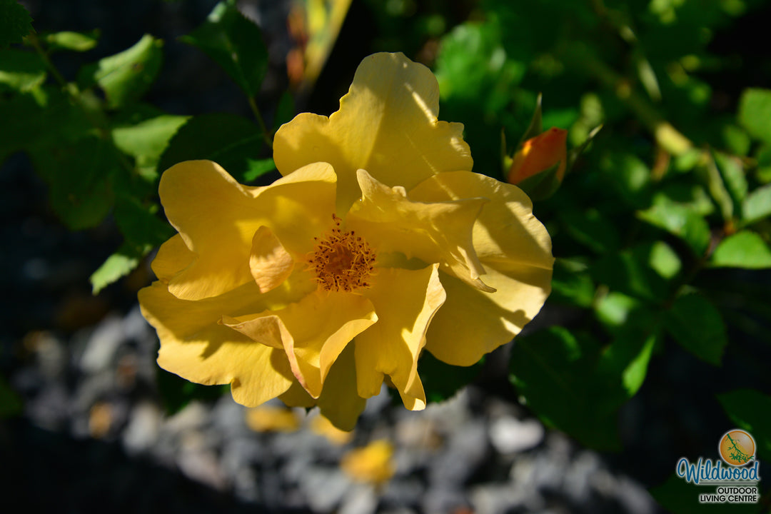 Bill Reid - Cold Hardy Rose