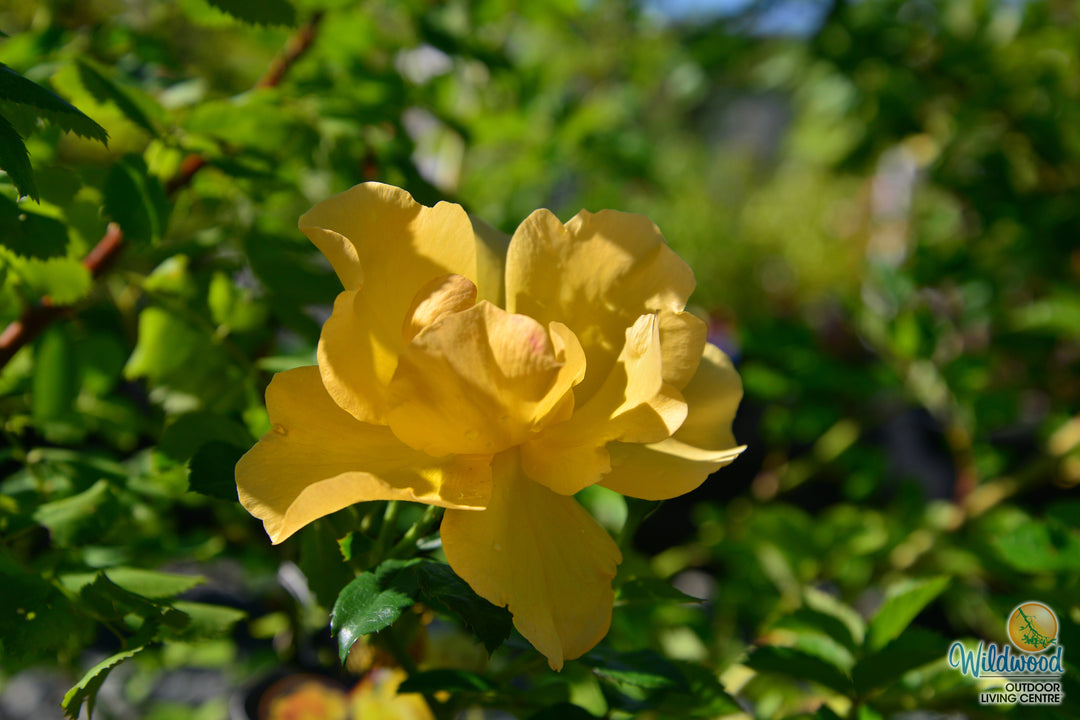 Bill Reid - Cold Hardy Rose