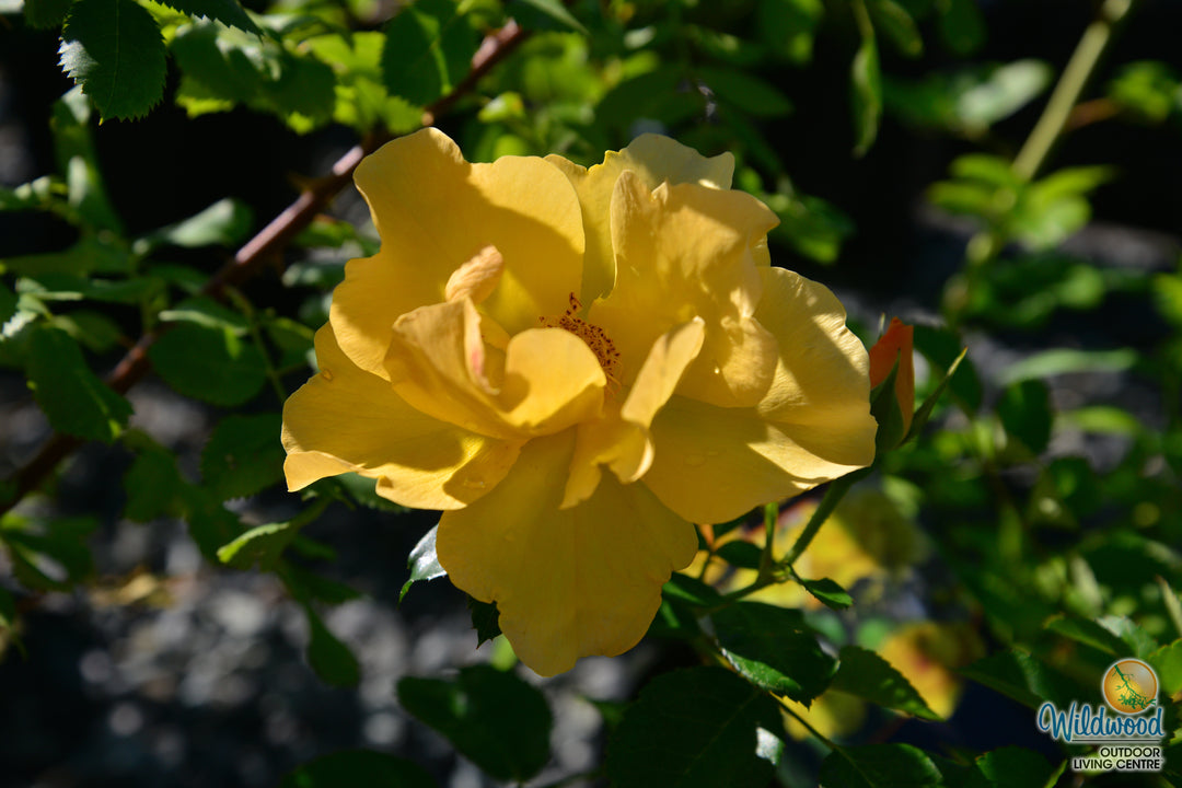 Bill Reid - Cold Hardy Rose