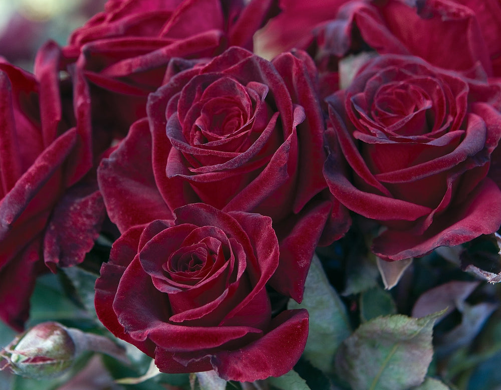 Black Baccara - Star Roses and Plants