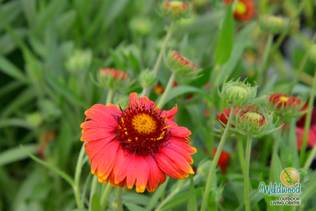 Gaillardia Arizona Red Shades - Ontario Seed Company