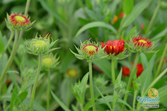 Gaillardia Arizona Red Shades - Ontario Seed Company