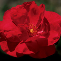 Blaze - Star Roses and Plants