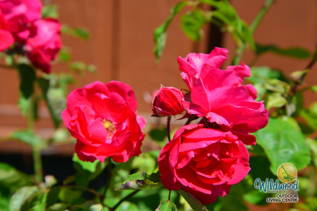 Blaze - Star Roses and Plants