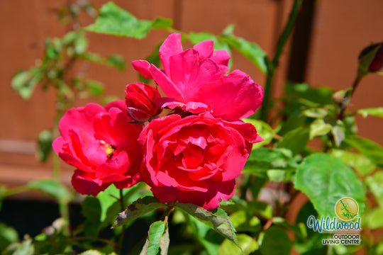 Blaze - Star Roses and Plants
