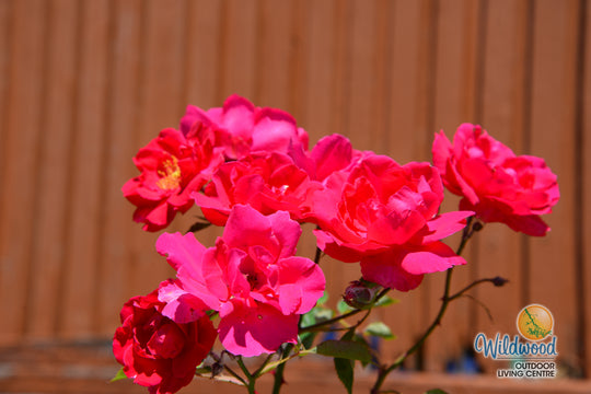 Blaze - Star Roses and Plants