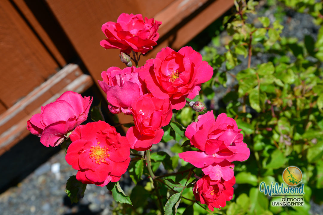 Blaze - Star Roses and Plants