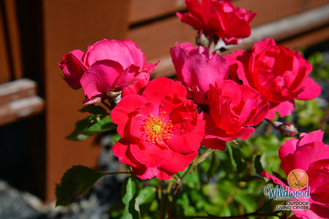 Blaze - Star Roses and Plants