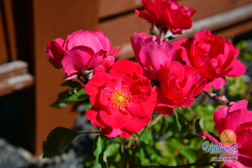 Blaze - Star Roses and Plants