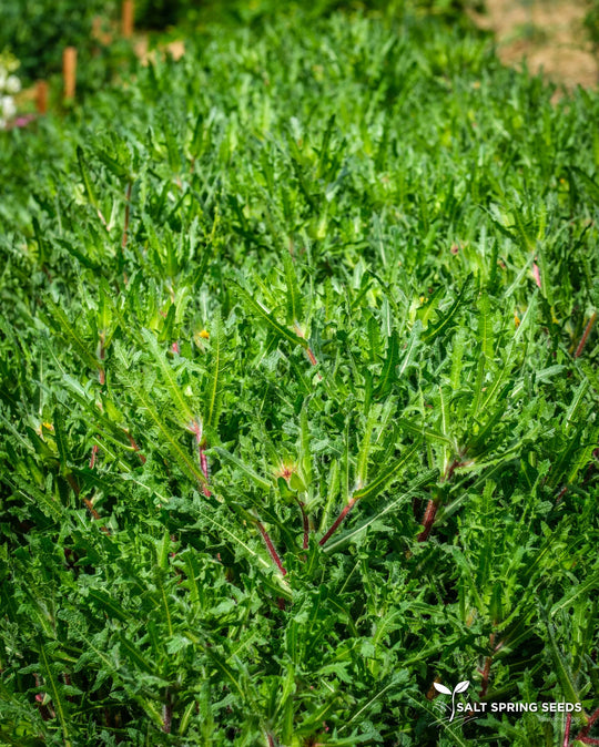 Blessed Thistle - Salt Spring Seeds