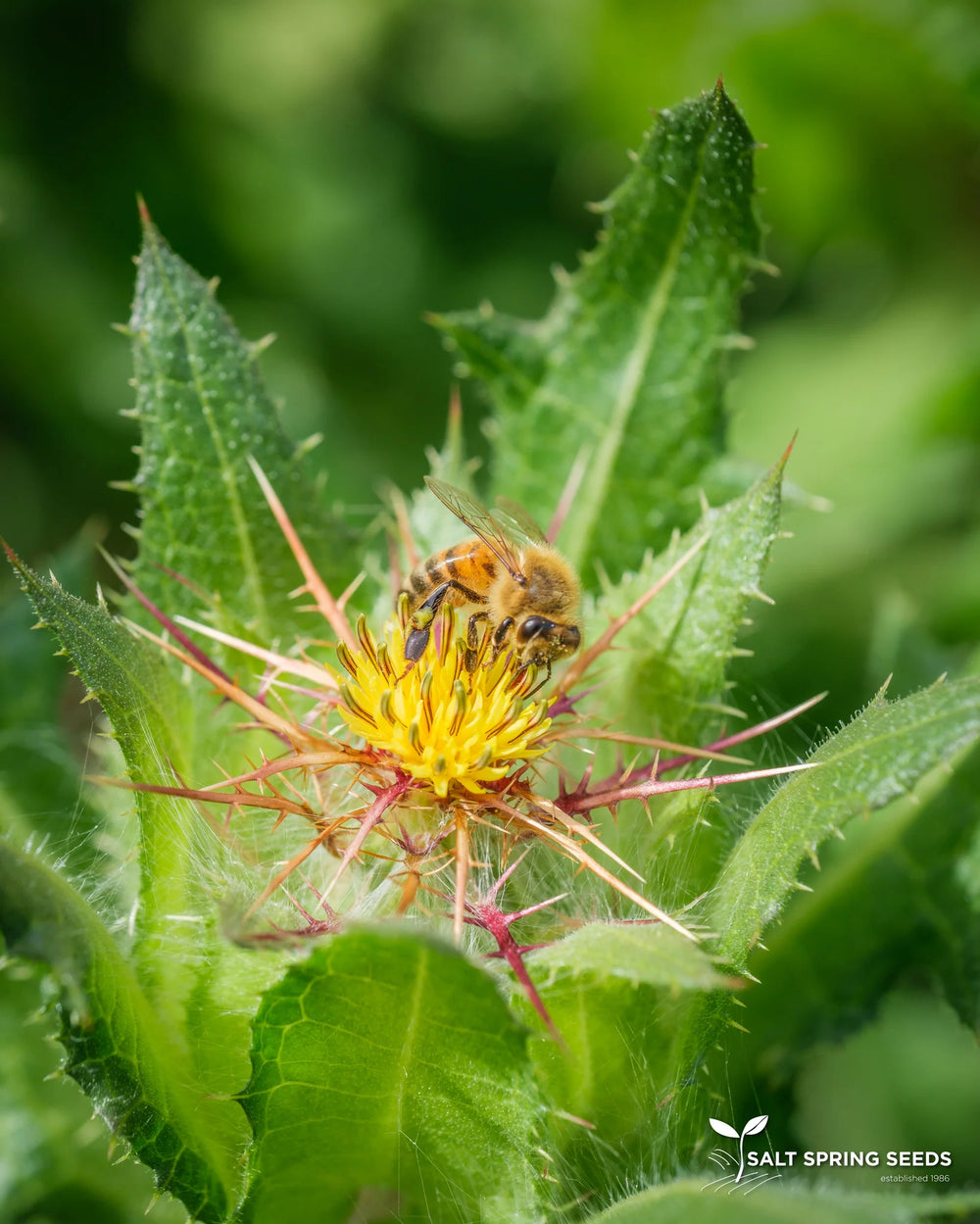 Blessed Thistle - Salt Spring Seeds