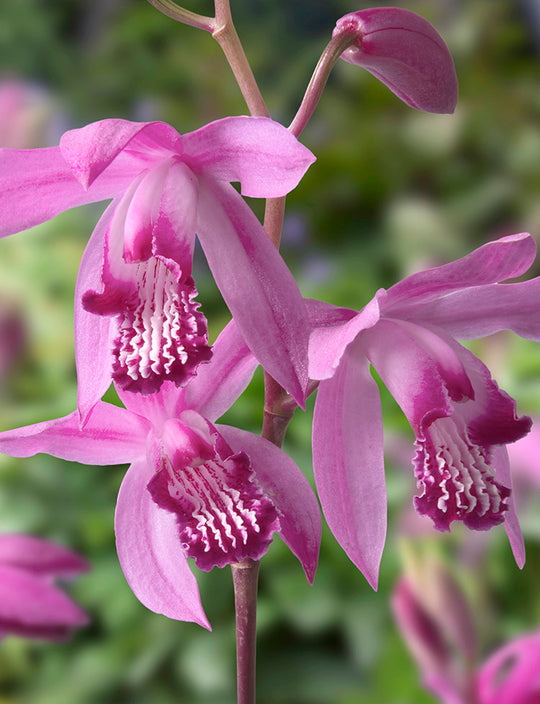 Bletilla Striata, 1 Pack