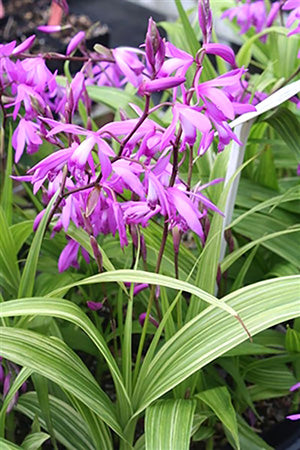 Bletilla - Striata