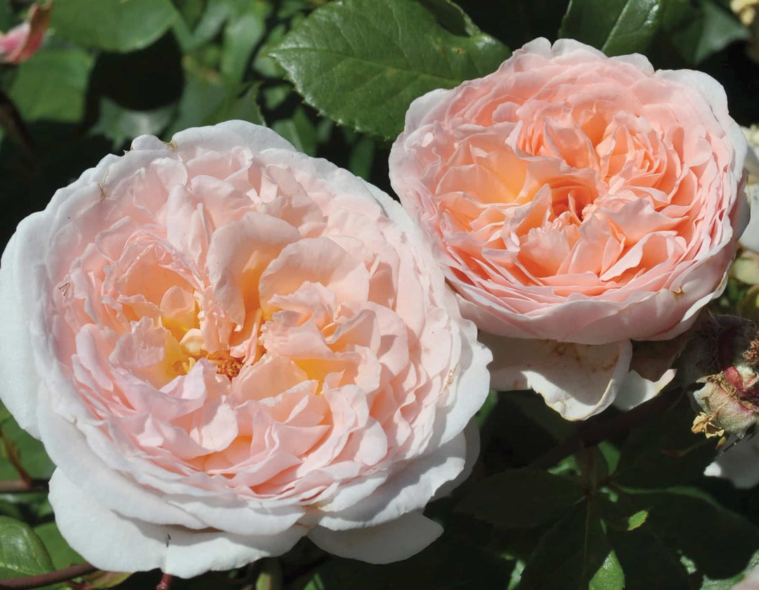 Parfuma® Bliss - Kordes® Roses