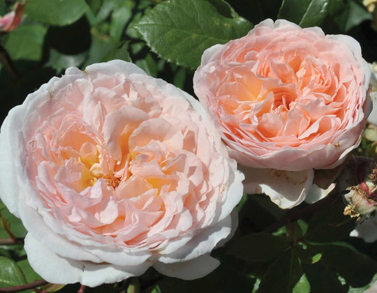 Parfuma® Bliss - Kordes® Roses