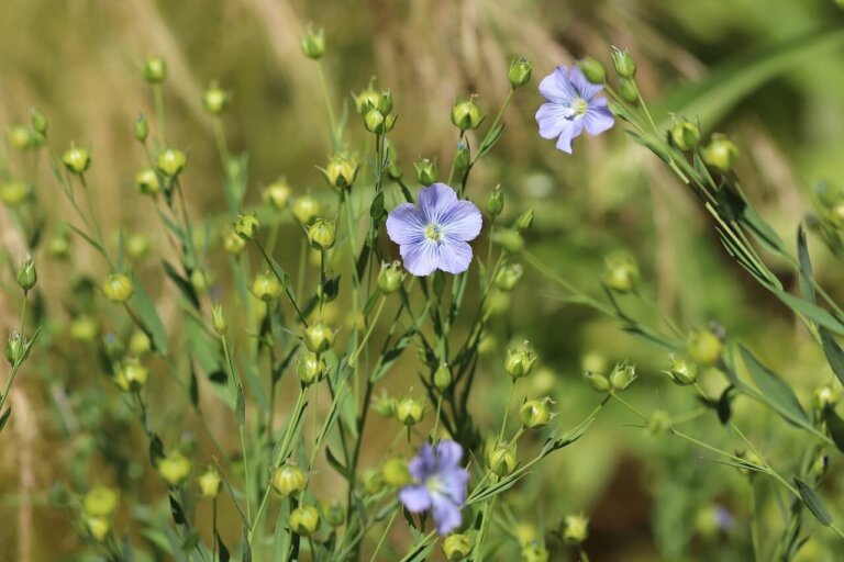 wildflower seeds ontario Wildflower Blue Flax