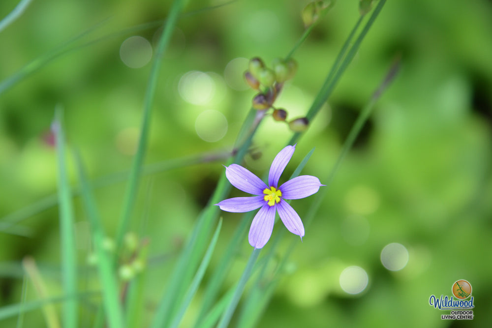 Blue Eyed Grass - Lucerne, 1 Pack