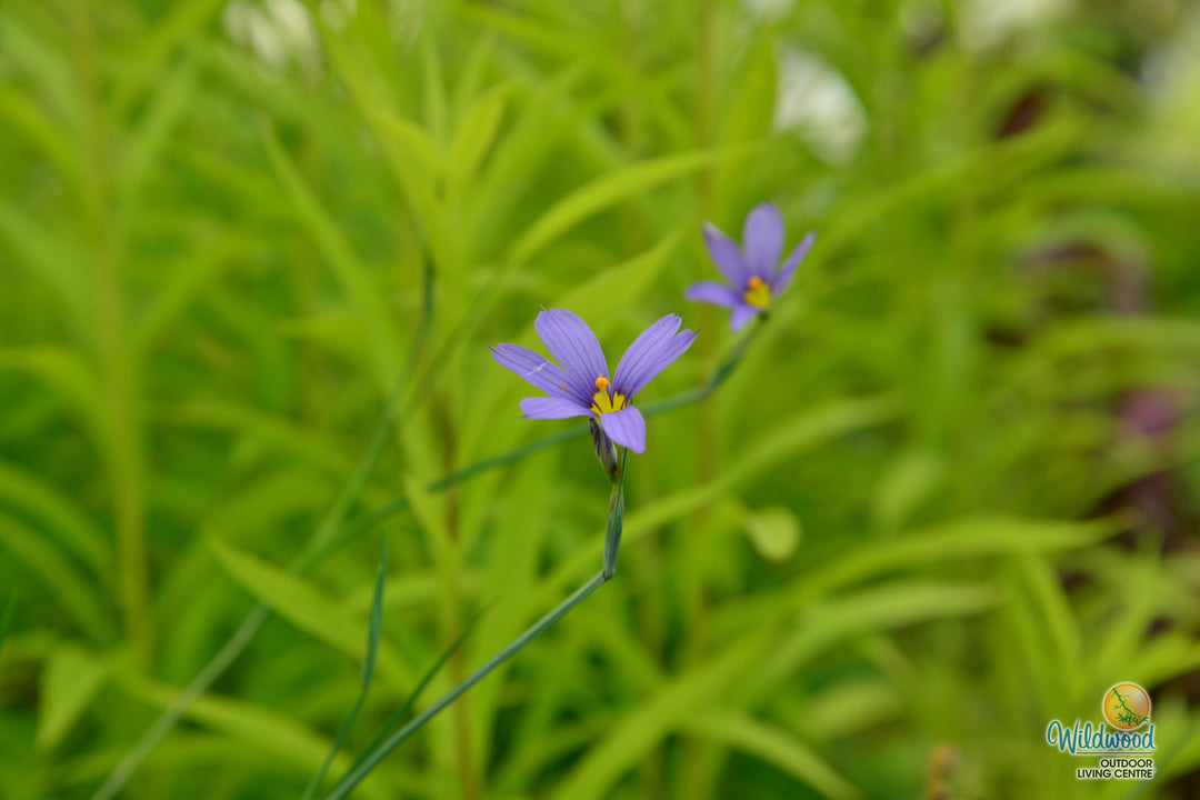 Blue Eyed Grass - Lucerne, 1 Pack