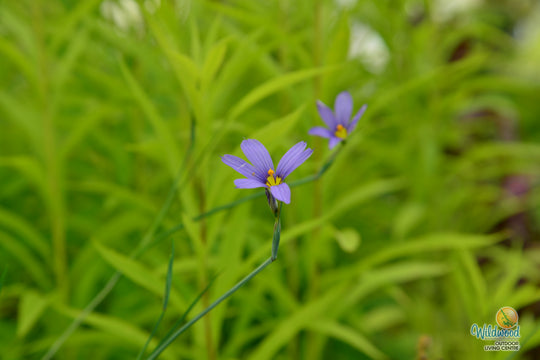 Blue Eyed Grass - Lucerne, 1 Pack