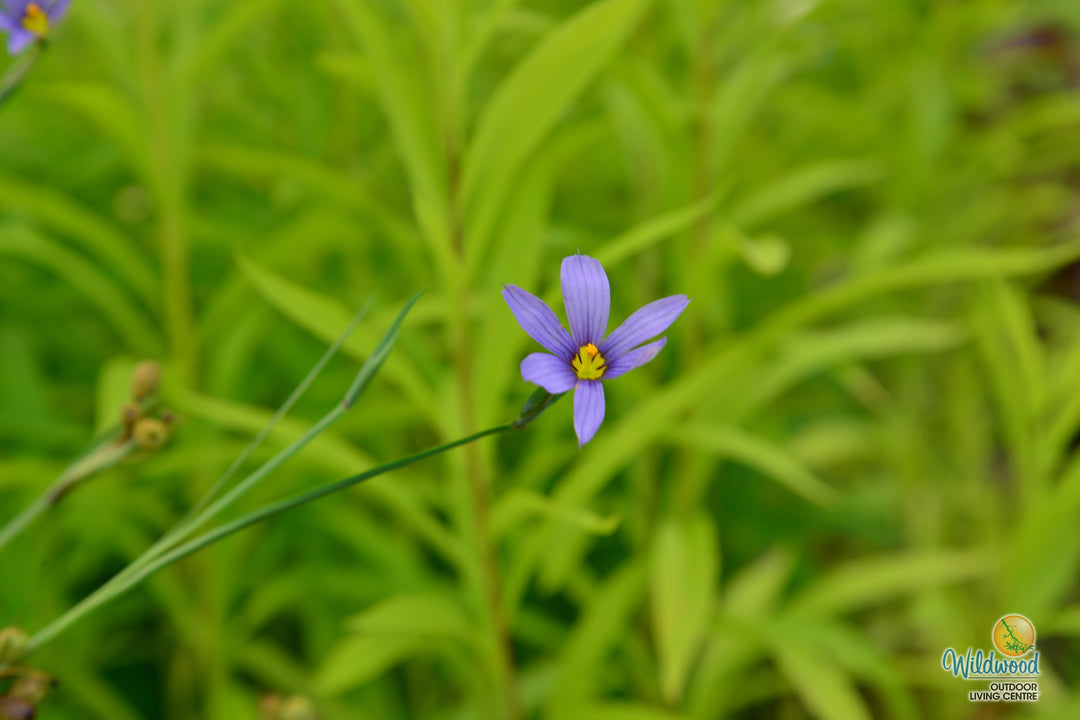 Blue Eyed Grass - Lucerne, 1 Pack