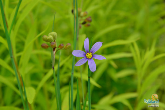 Blue Eyed Grass - Lucerne, 1 Pack