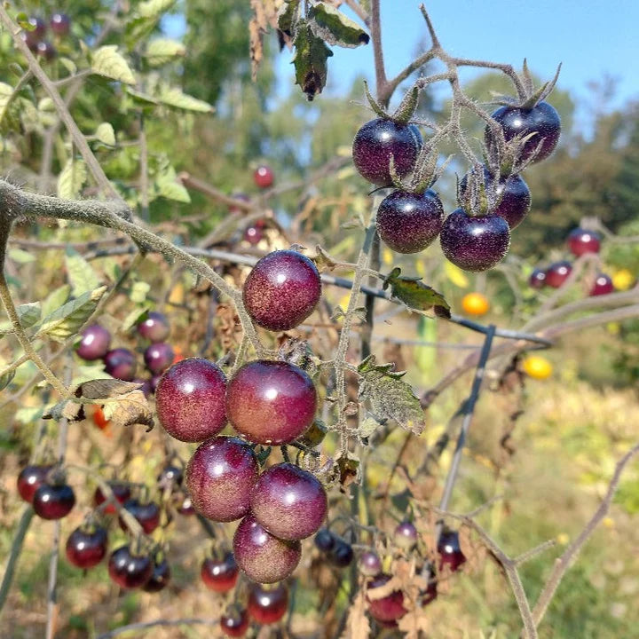 Tomato Blueberries Cherry - Eagleridge Seeds