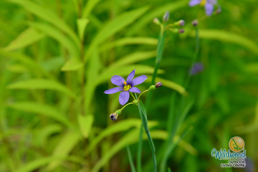 Blue Eyed Grass - Lucerne, 1 Pack
