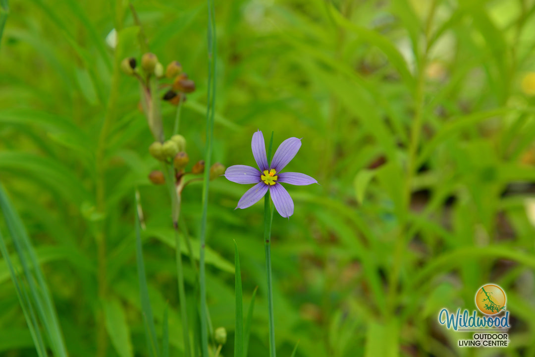 Blue Eyed Grass - Lucerne, 1 Pack
