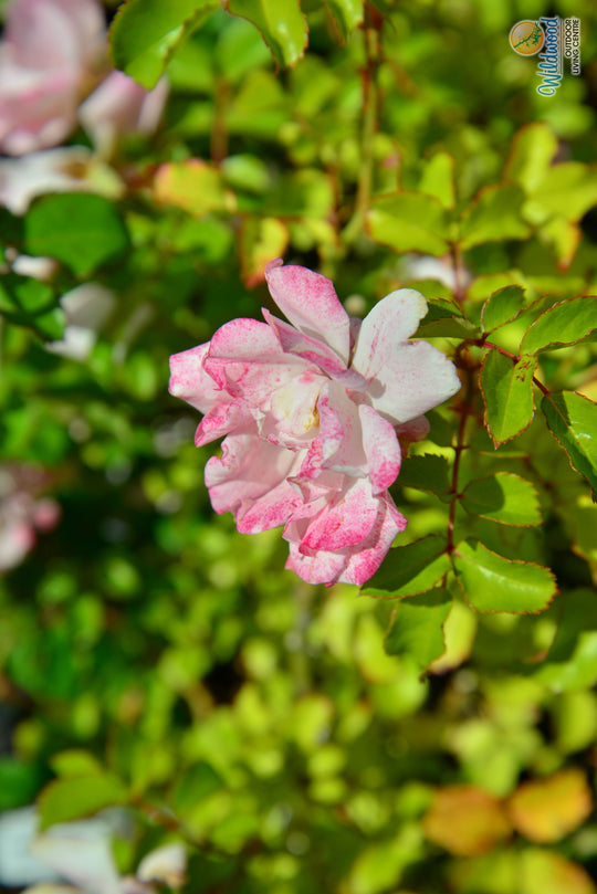 Blushing Drift - Star Roses and Plants
