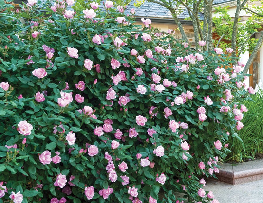 Blushing Knock Out - Star Roses and Plants