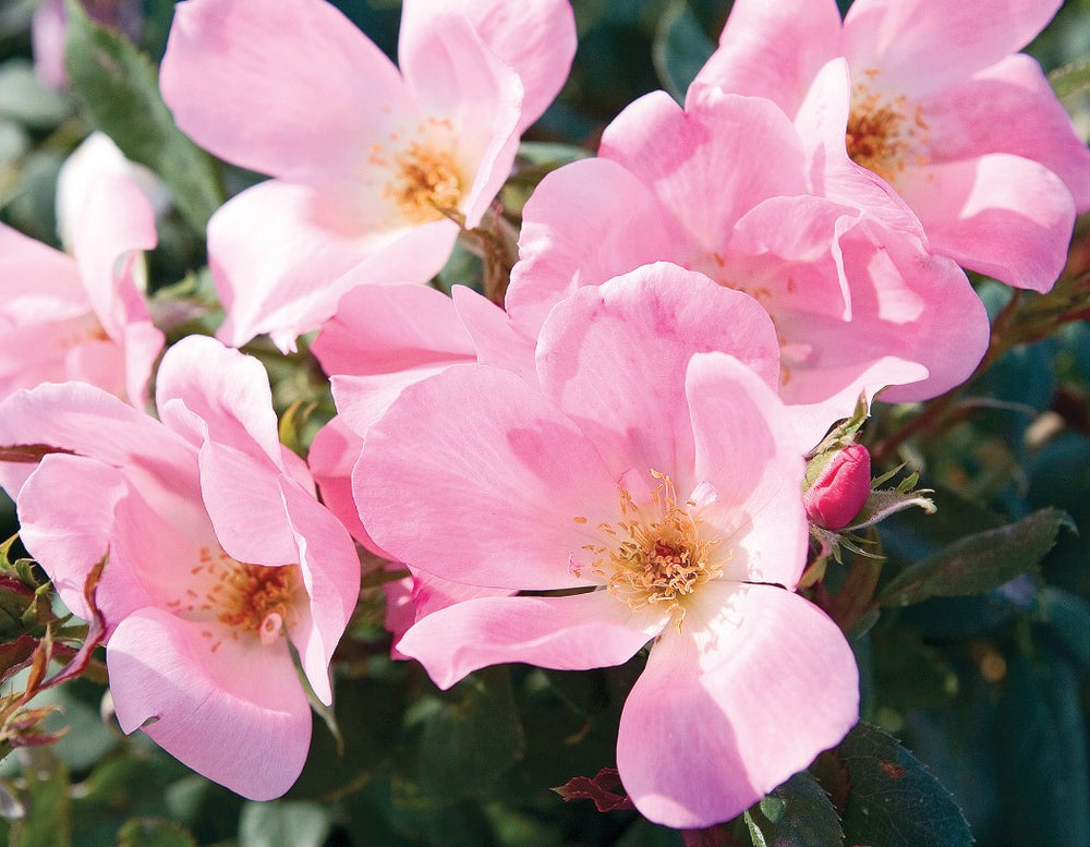 Blushing Knock Out - Star Roses and Plants