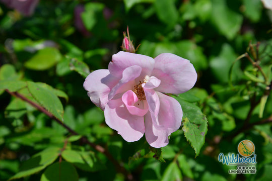 Blushing Knock Out - Star Roses and Plants