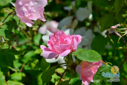 Blushing Knock Out - Star Roses and Plants