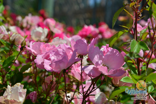 Blushing Knock Out - Star Roses and Plants