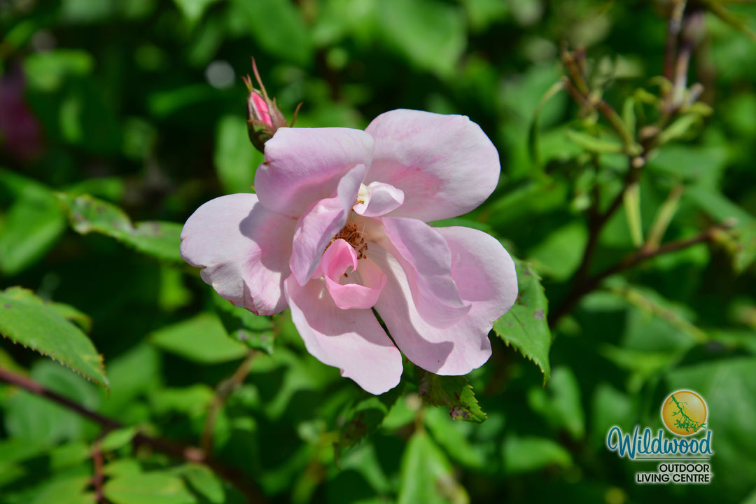Blushing Knock Out - Star Roses and Plants