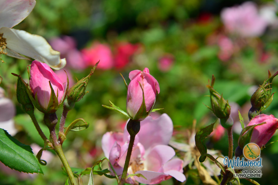 Blushing Knock Out - Star Roses and Plants