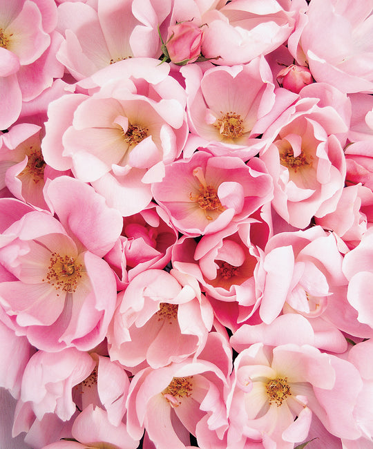 Blushing Knock Out - Star Roses and Plants