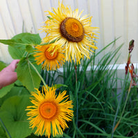 Bupthalamum - Eagleridge Seeds