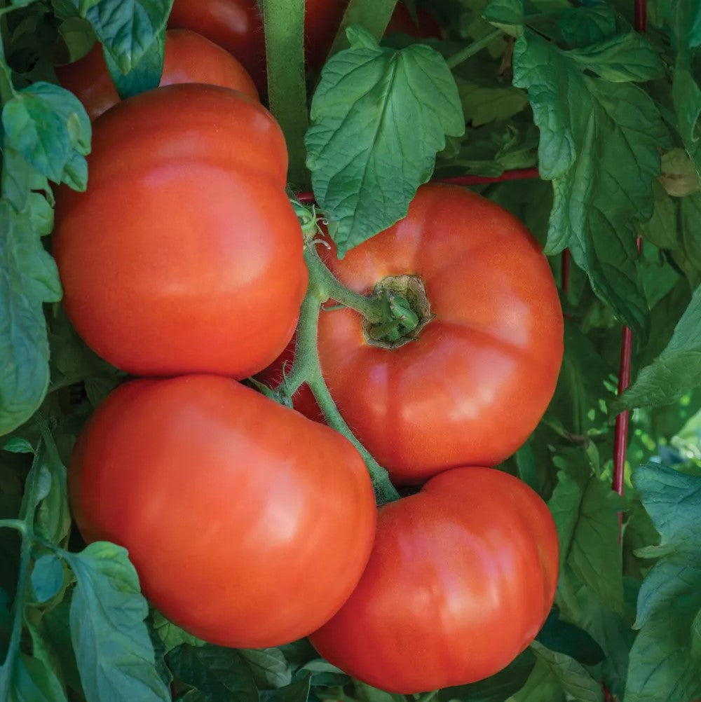 Tomato Bodacious Hybrid - Burpee Seeds