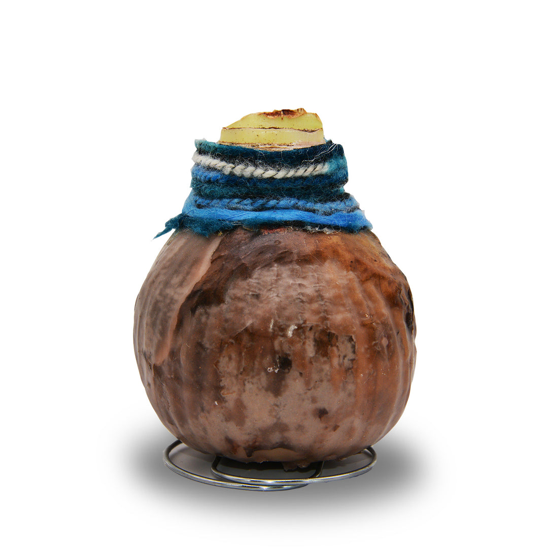 Amaryllis - Boho Chic Natural Wax - Red Bloom